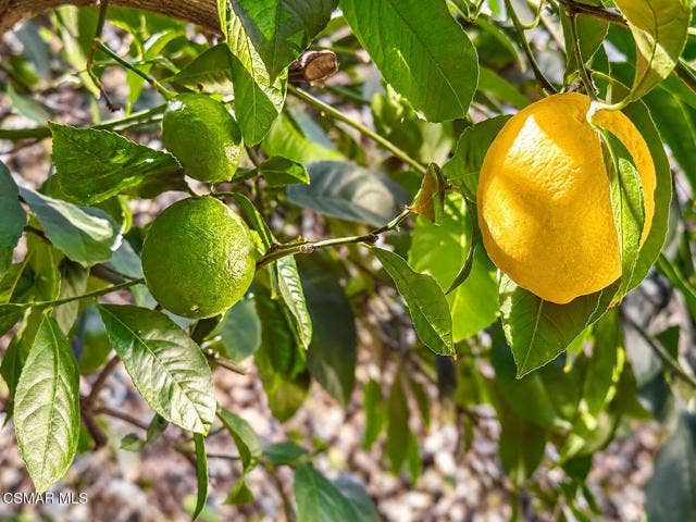 Sunlit Citrus Branch with Lemon and Lime