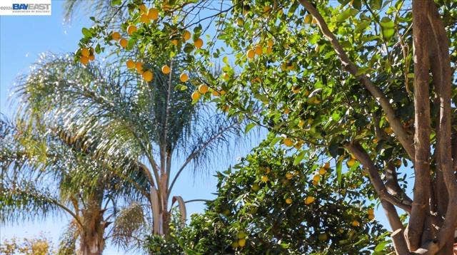MATURE FRUIT TREES