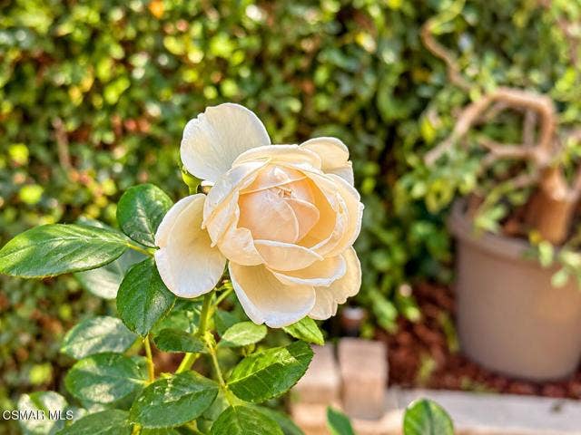 Cream Rose in a Sunlit Garden